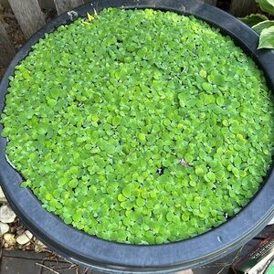 Live Aquarium Plant 15+ Dwarf  Water Lettuce Get 15+ Free Floating Plant.